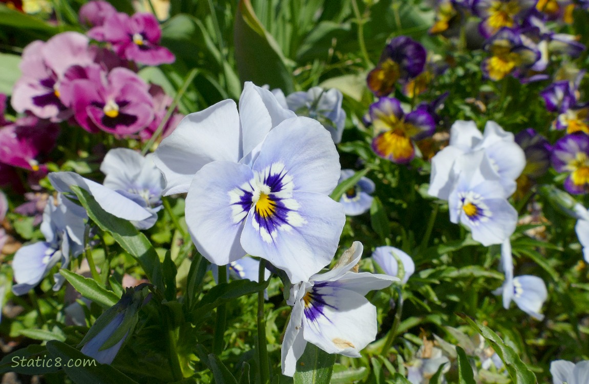 Light blue Pansies in front of red violet blooms