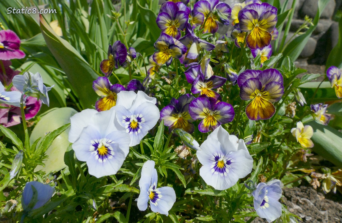 Light blue Pansies in front of purple blooms