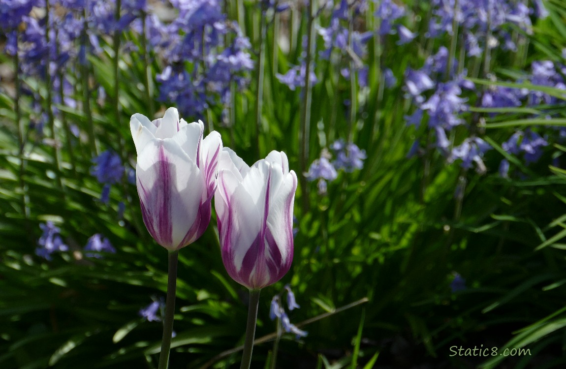 Striped white and red violet Tulips in front of Spanish Bluebells