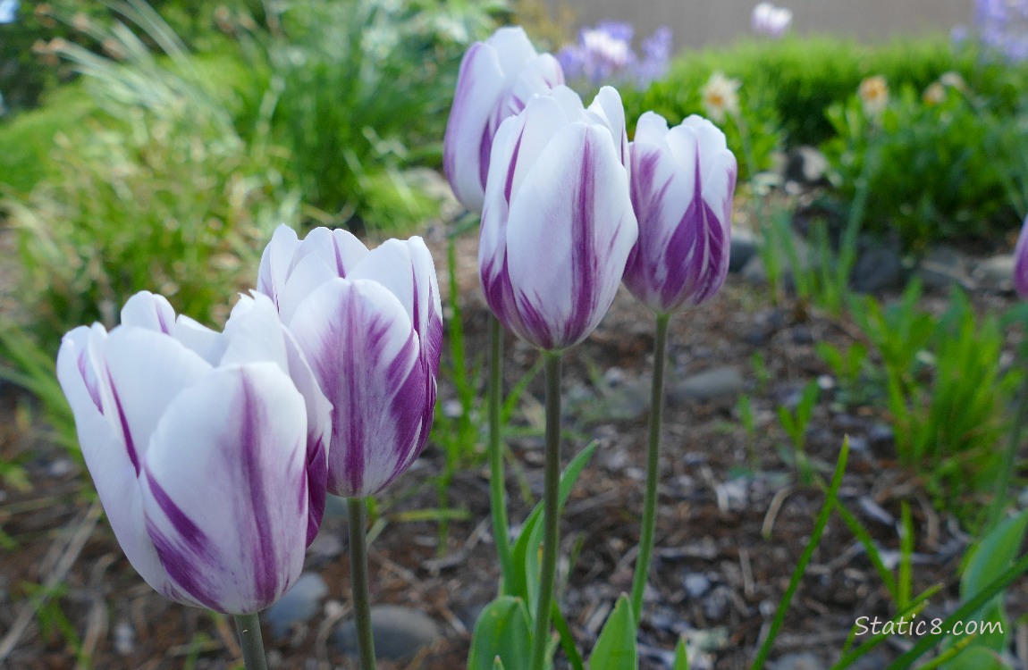 Striped white and purple tulips
