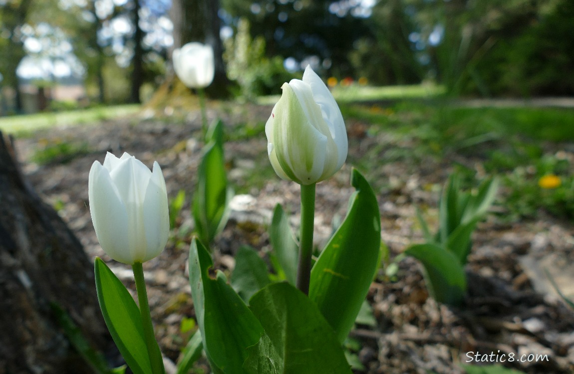 Three white Tulip blooms on a forest floor