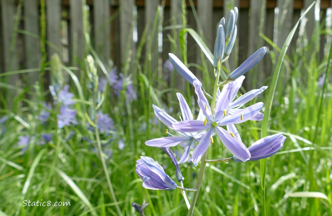 Camas Lily blooms in front of a wood fence