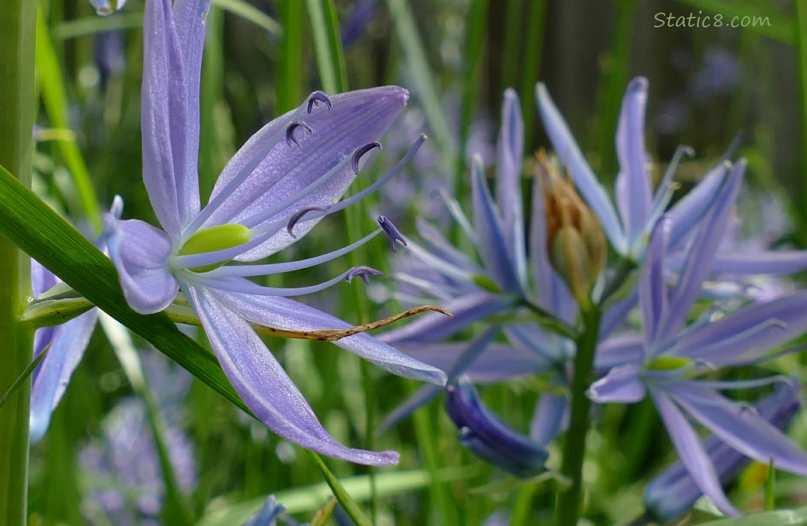 Close up of a Camas Lily bloom with more blooms in the background