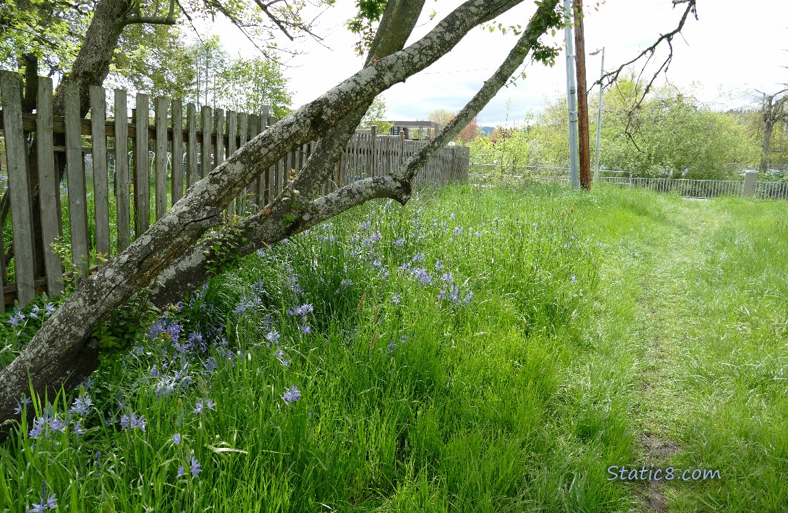 a path thru the grass with flowers and a tree and a wood fence to the left