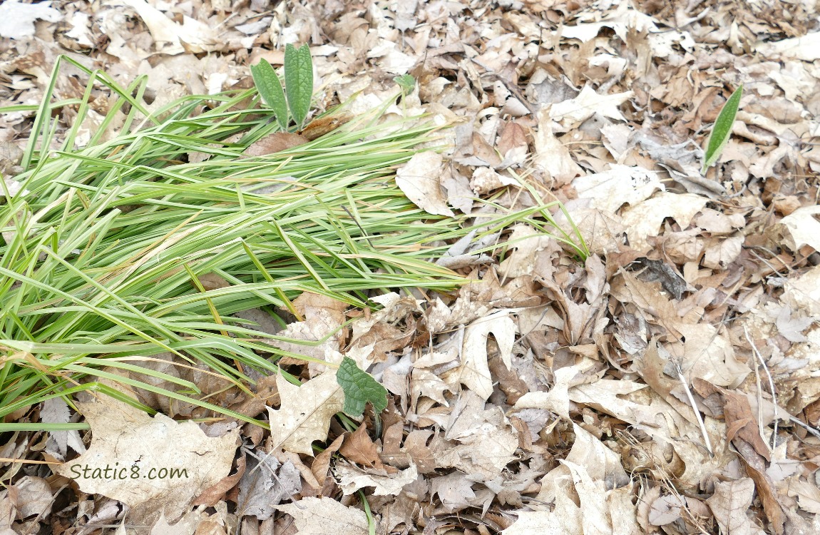 Comfrey leaves poking up