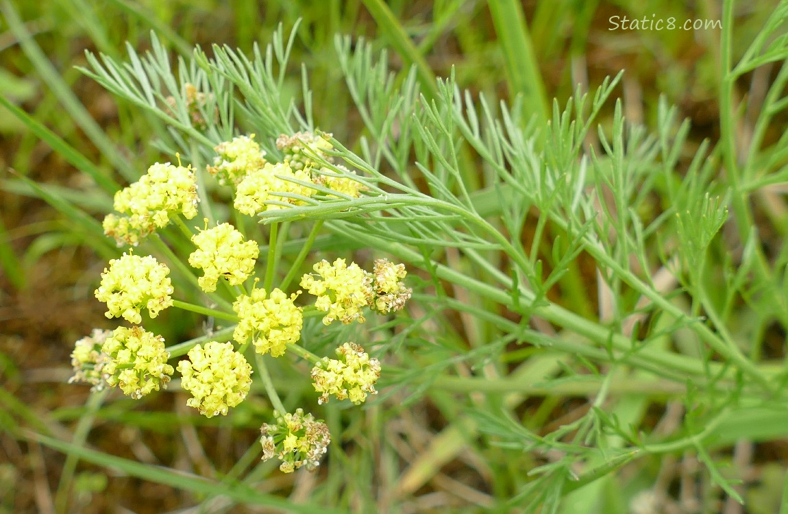 Dill flowers and leaves