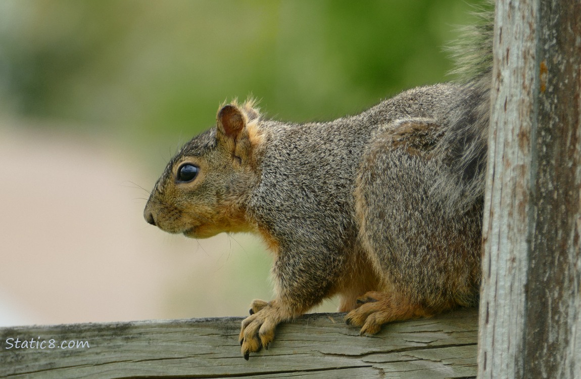 Squirrel sitting on a wood fence