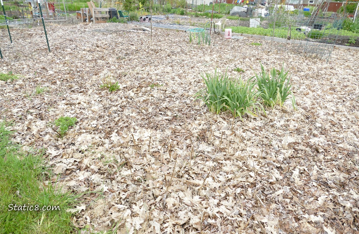 garden plot covered with dead leaves