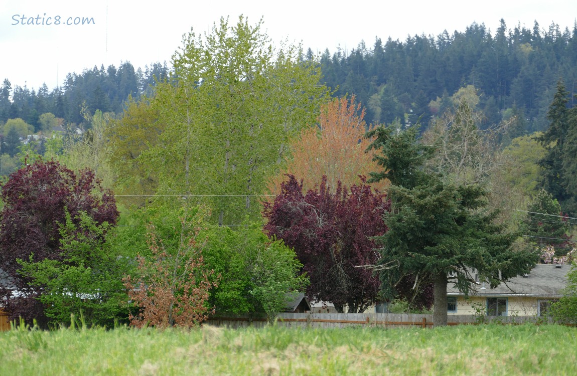 Trees with spring colours