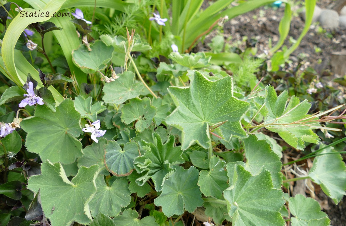 Cool leaves