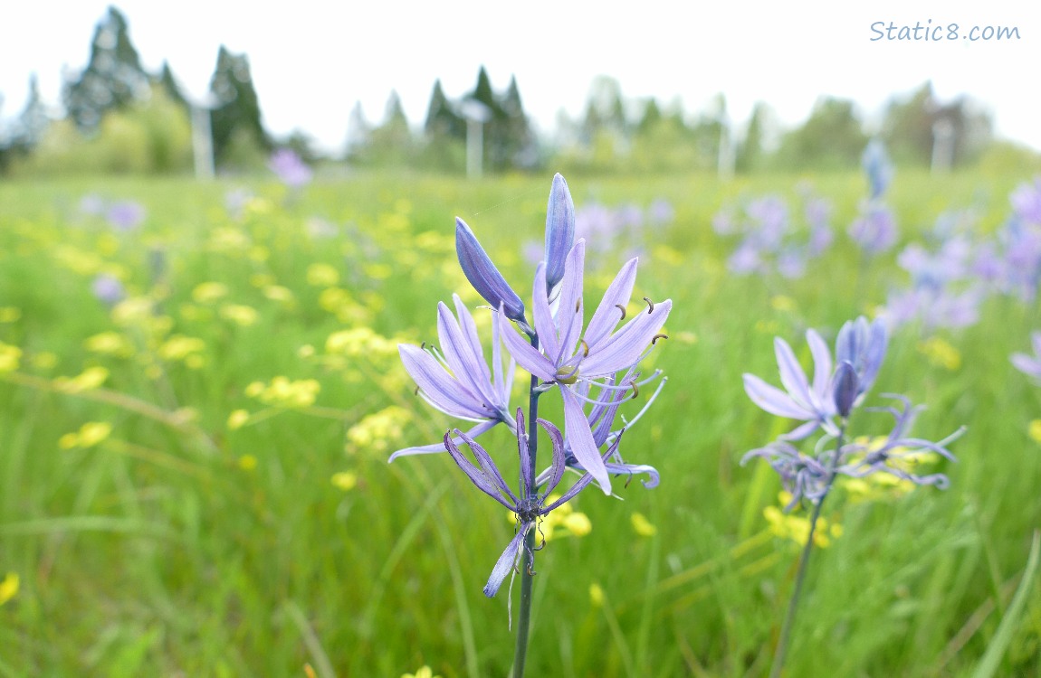 Camas Lily blooms in a field with yellow flowers and trees in the distance