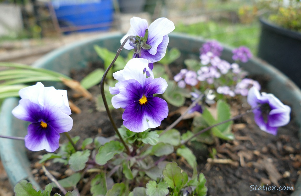 Purple and white Pansy blooms in a pot