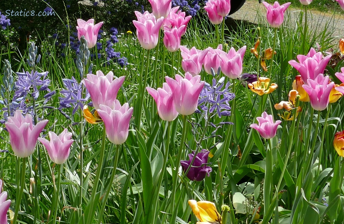 Pink tulip blooms with some Camas Lily blooms