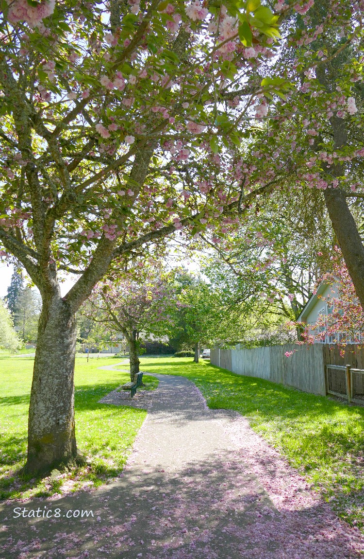 a paved path thru a park with cherry trees shading