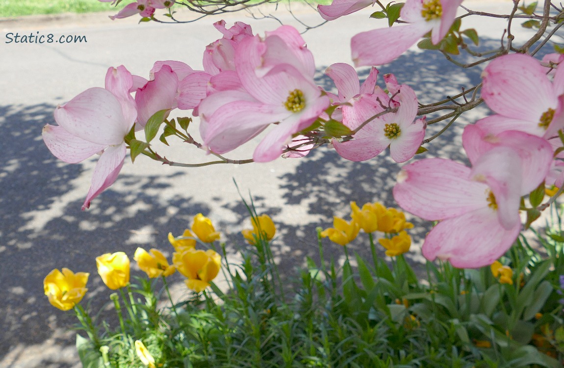 Pink Dogwood blooms with yellow Tulips below