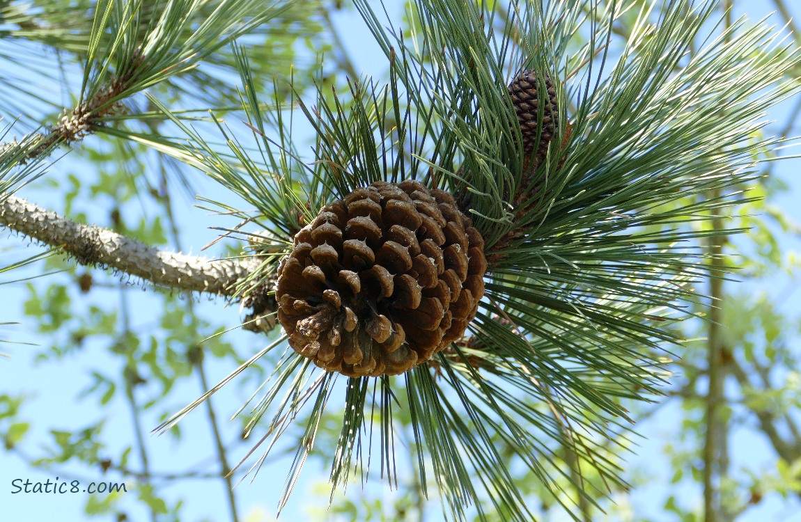 Open pinecone hanging from a tree with pine needles in the background