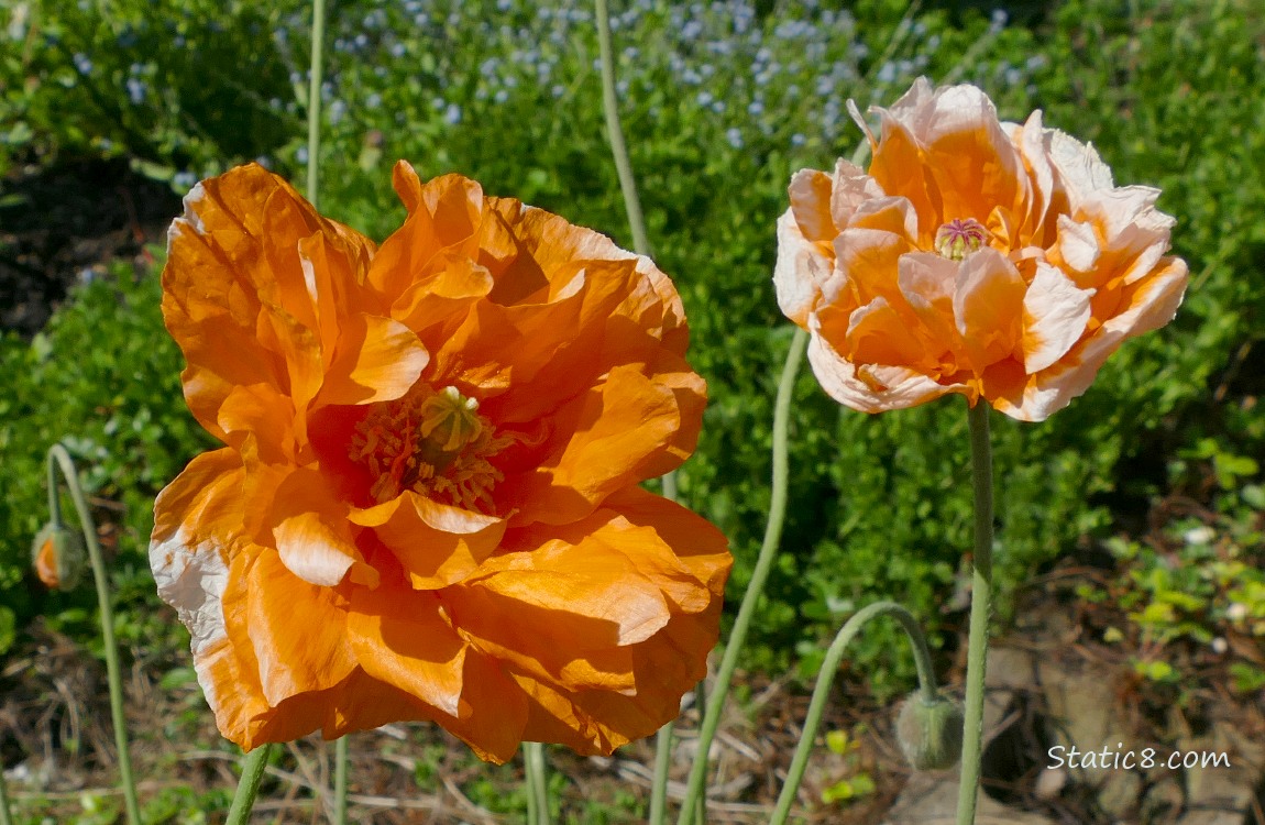 Bright orange and white Breadseed Poppies