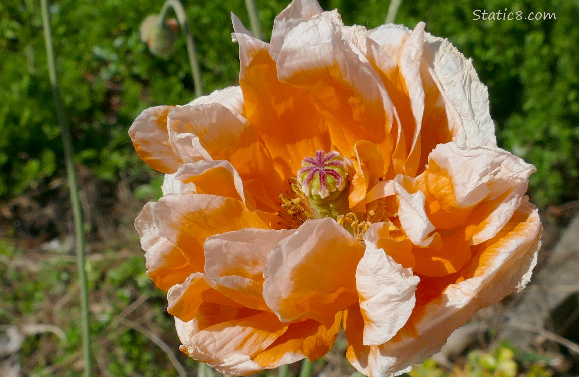 Closeup of a bright orange and white Opium Poppy