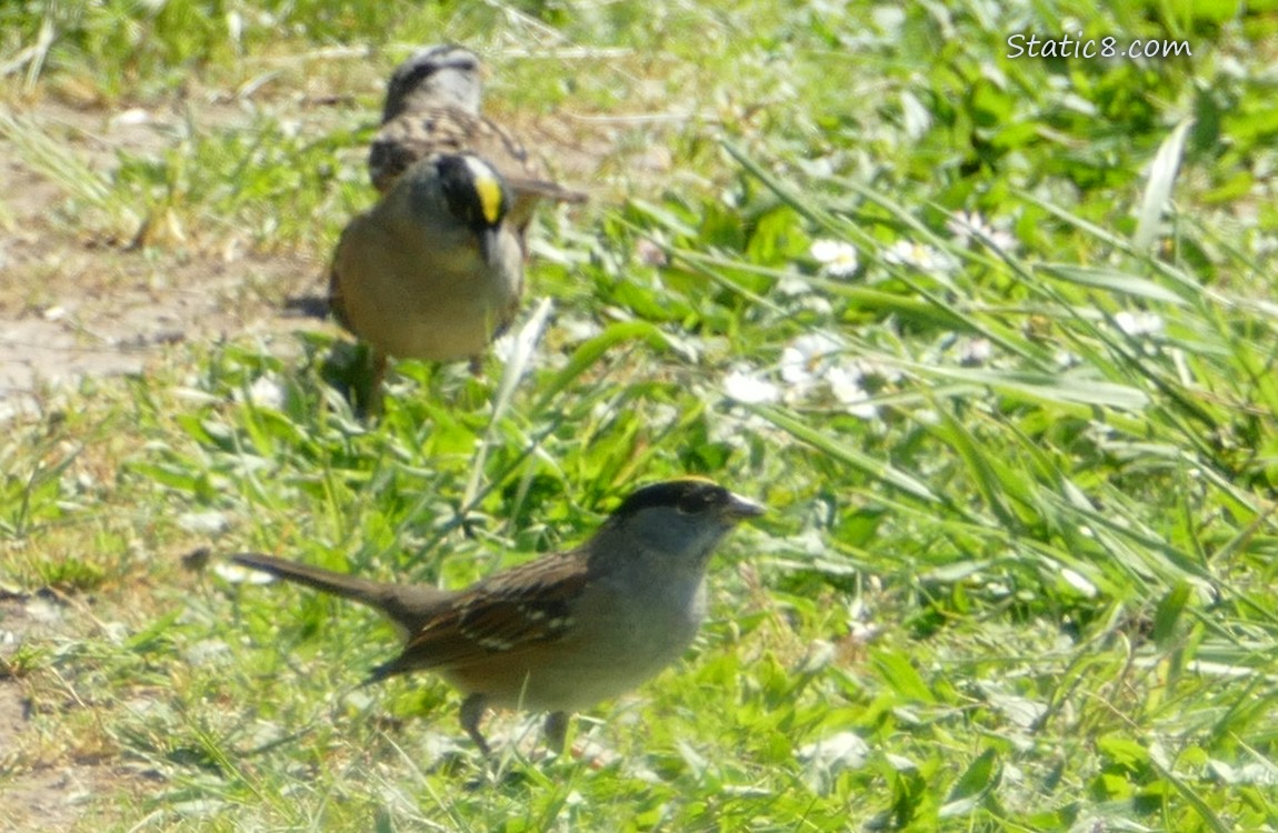 Sparrows standing in the grass