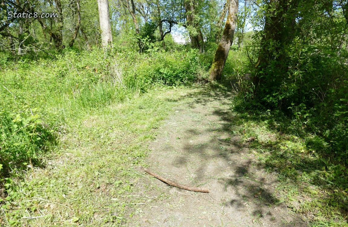 Path thru the forest