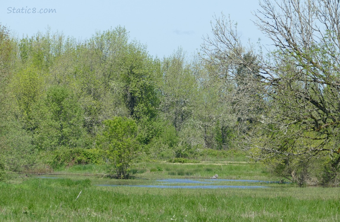 Pond in the grass with trees in the background