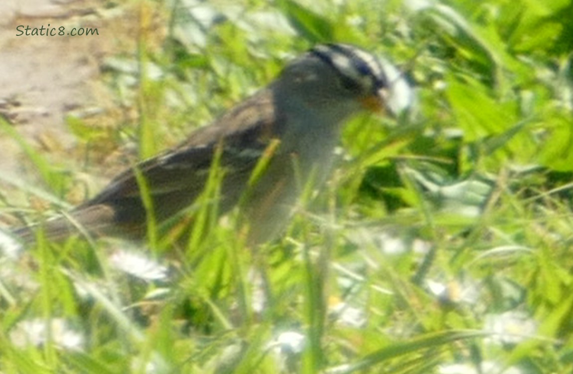 Blurry White Crown Sparrow standing in the grass
