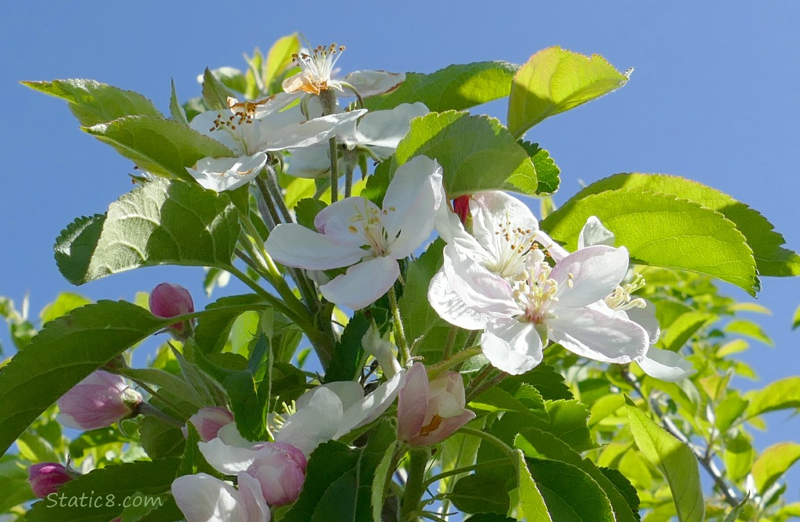 Apple blossoms in front of a blue sky