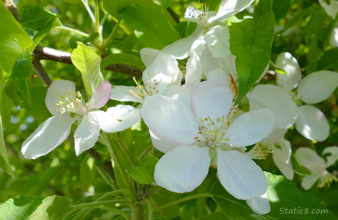 Apple blossoms on the tree with green leaves