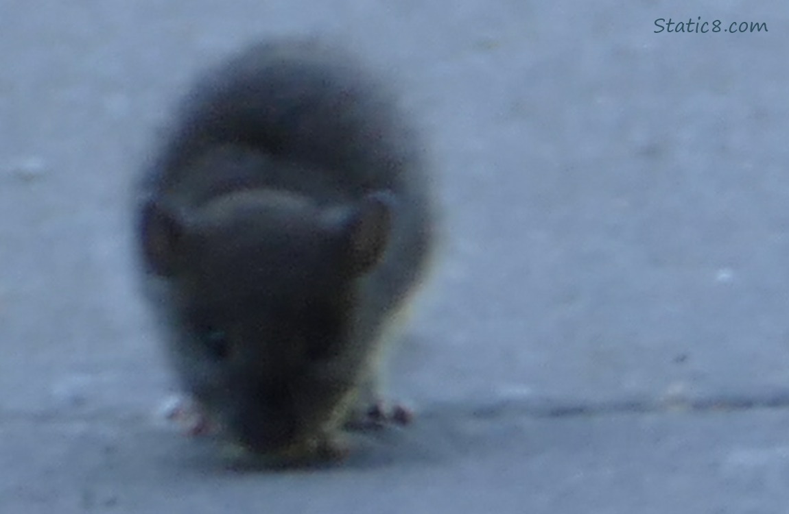 Blurry Mouse standing in the shadows