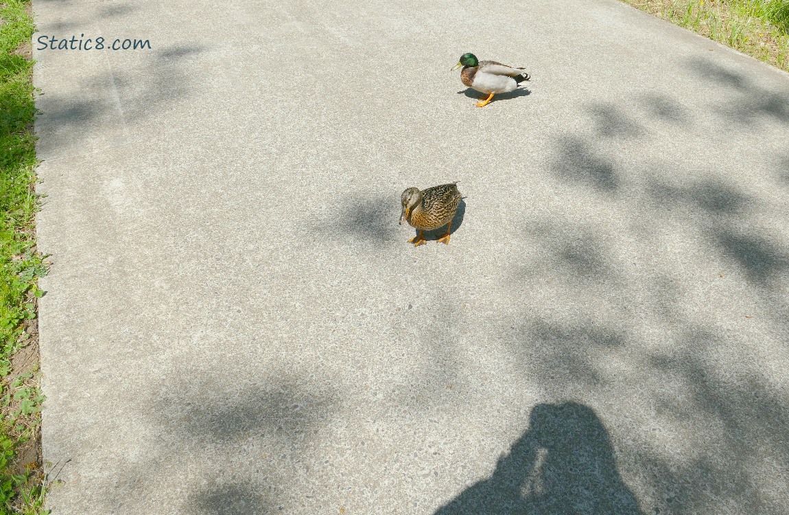 Pair of Mallards on the path