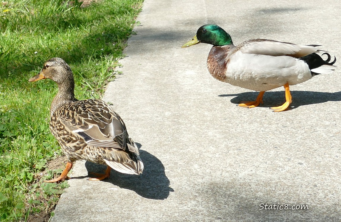 Pair of Mallards stepping off the path into the grass