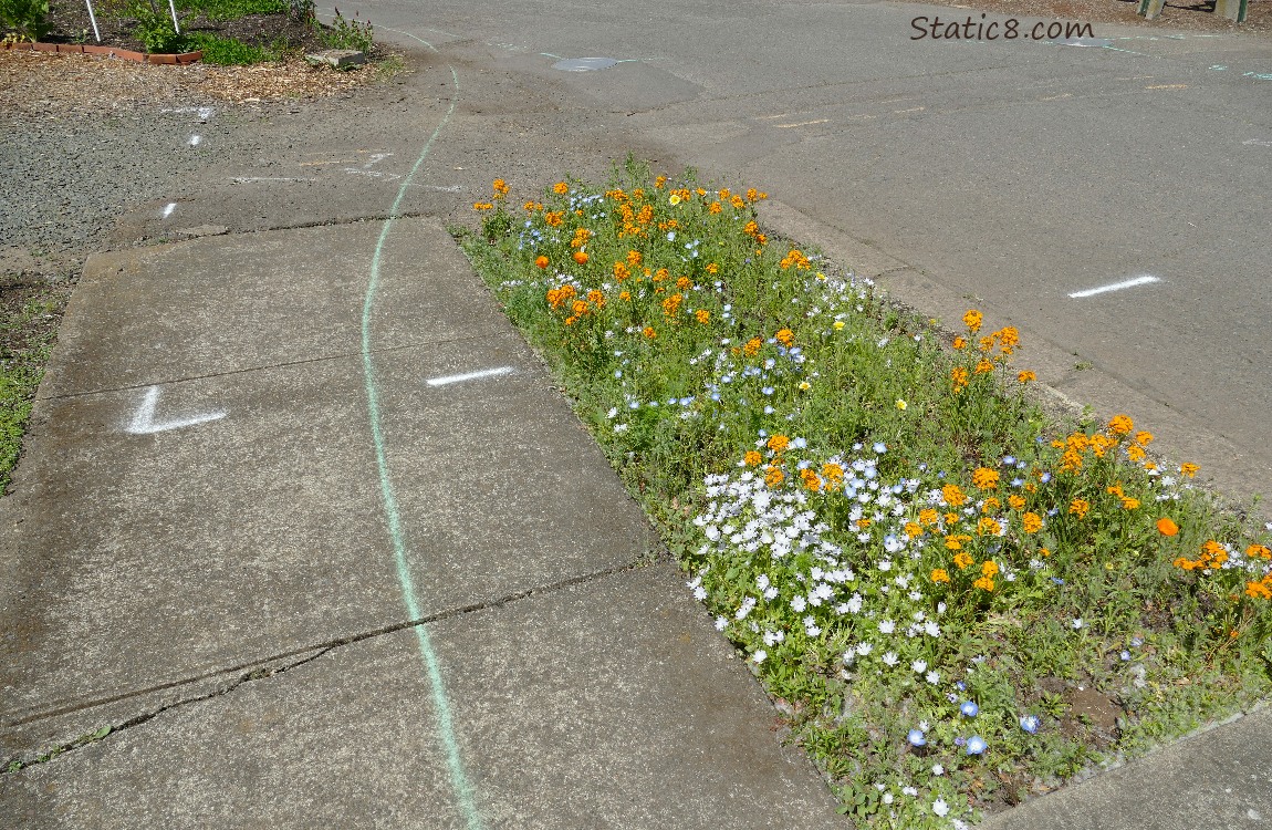 Spray painted green line along a sidewalk