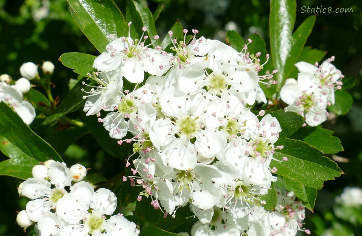 Hawthorn blossoms on the tree