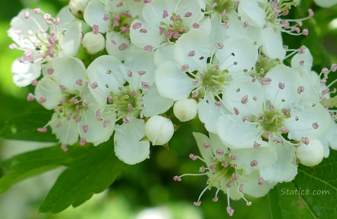 Hawthorn blossoms on the tree