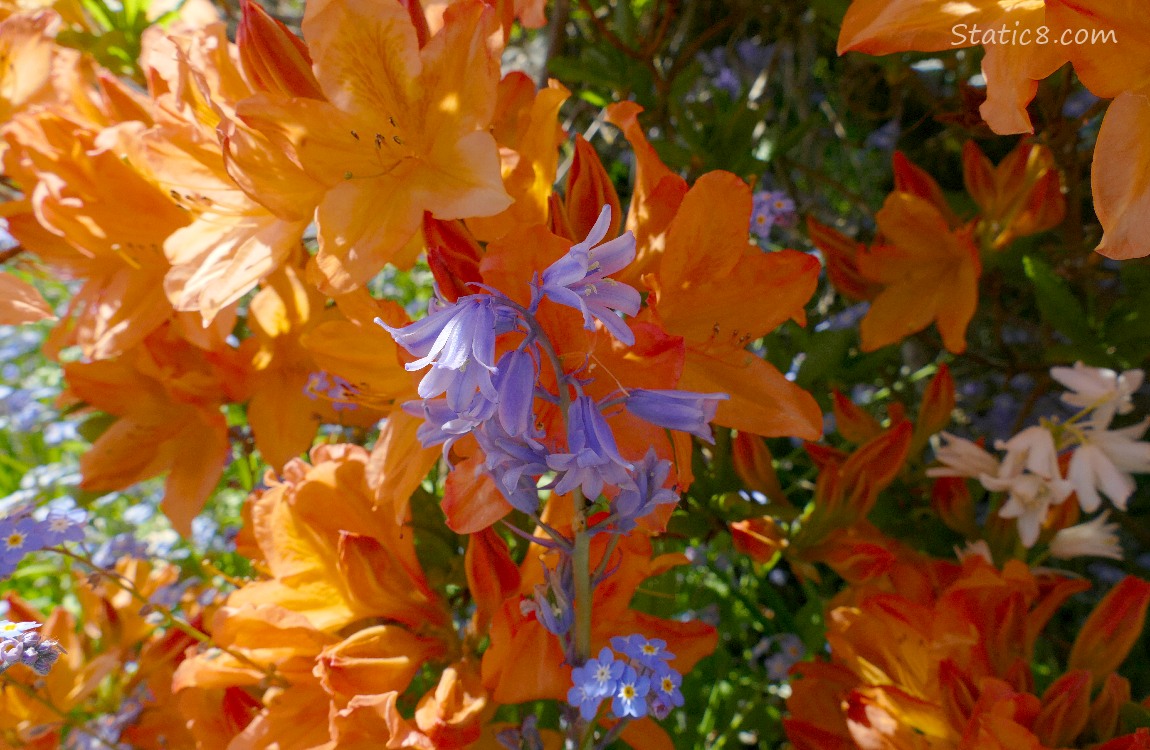 Spanish Bluebells with Forget Me Nots and orange Rhododendrons in the background