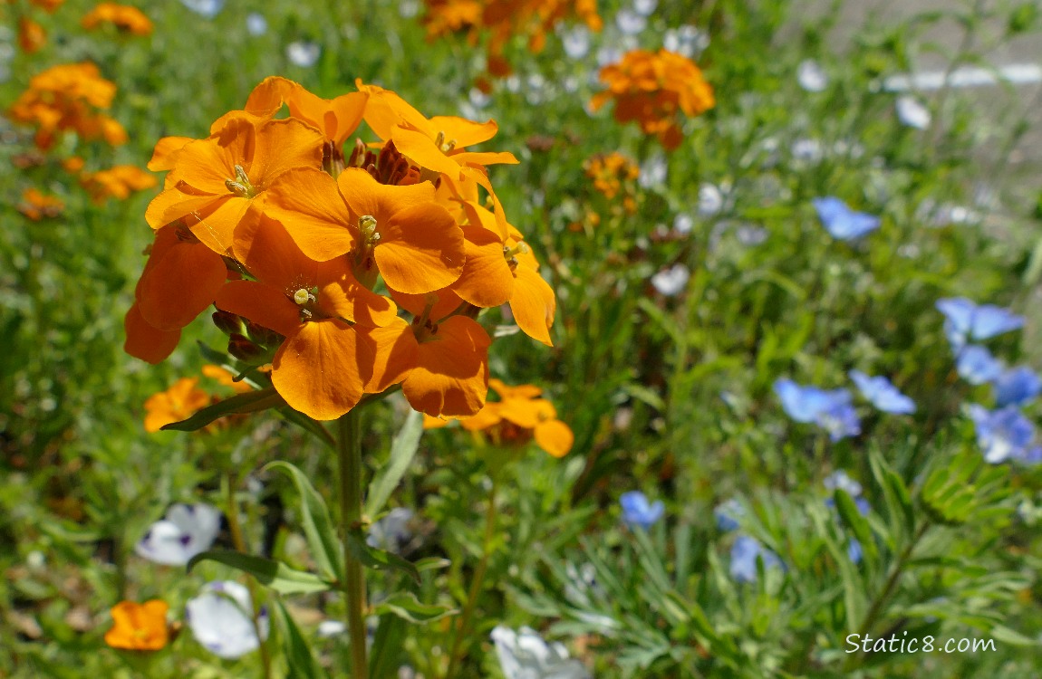 Orange Wallflower blooms