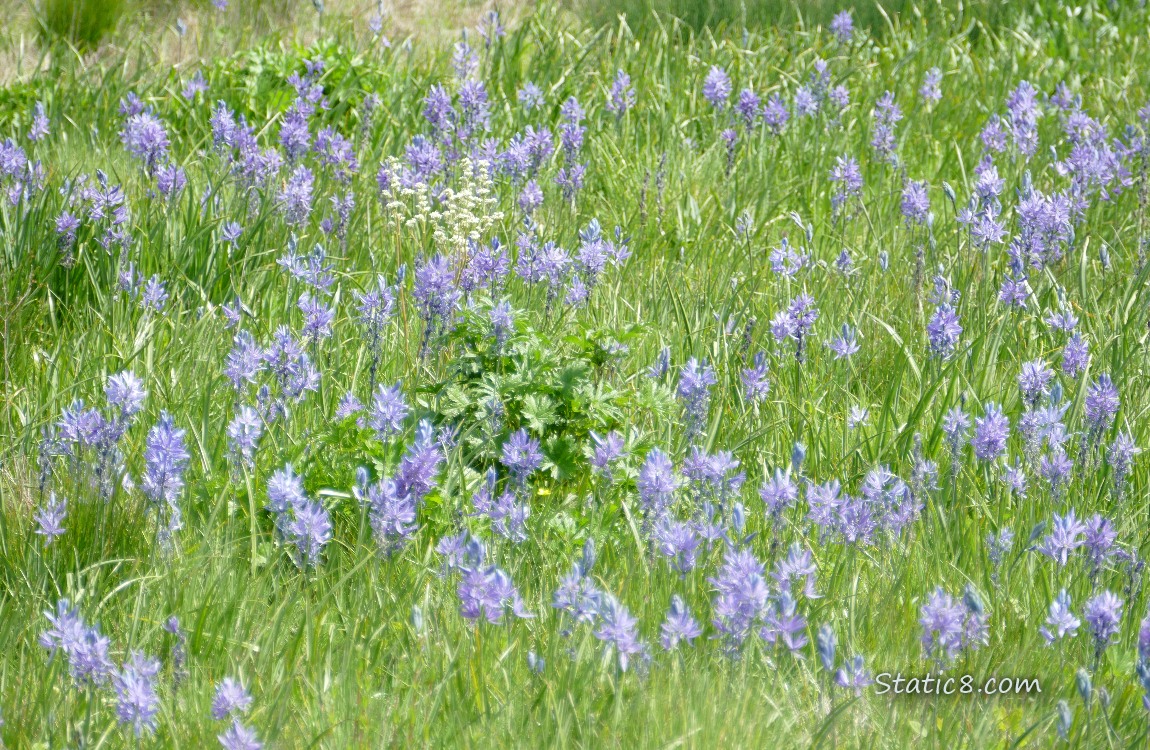 Camas Lilies blooming in the grass