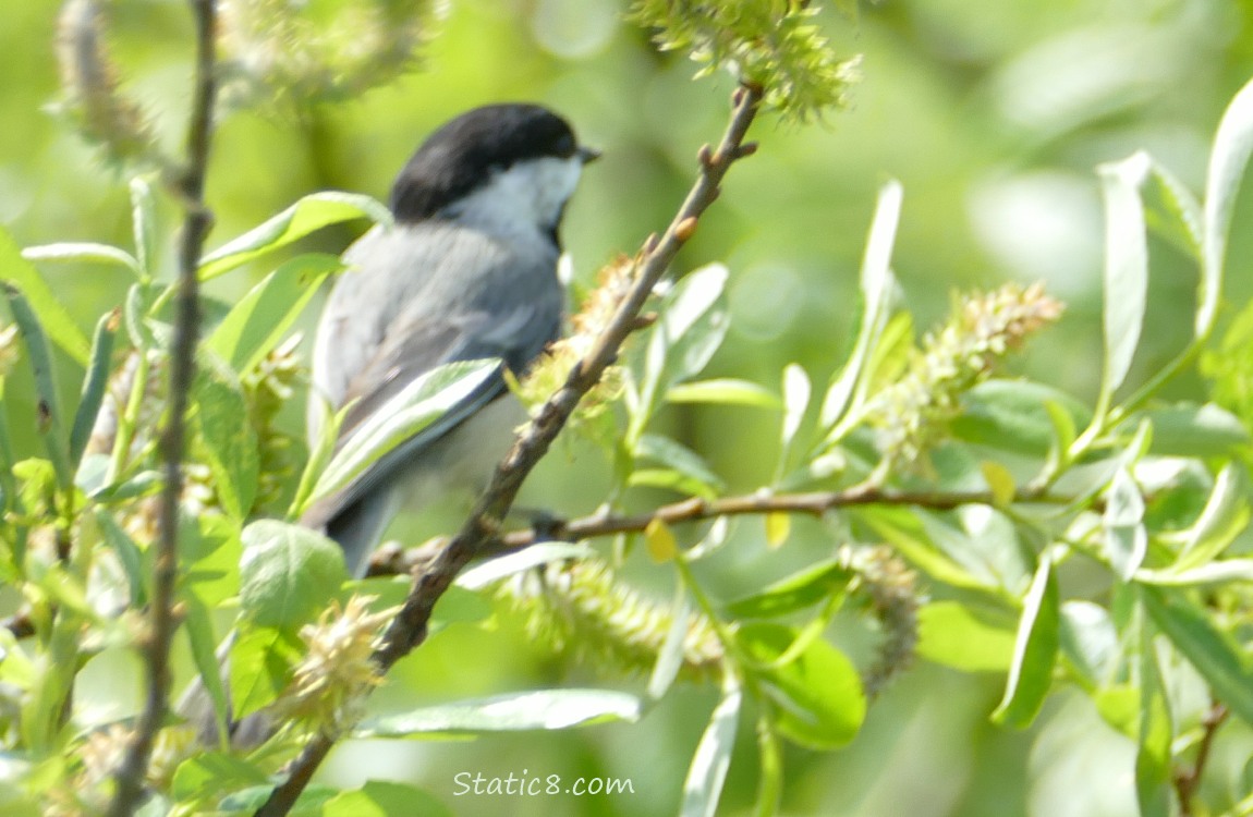 Chickadee standing on a willow twig, looking away