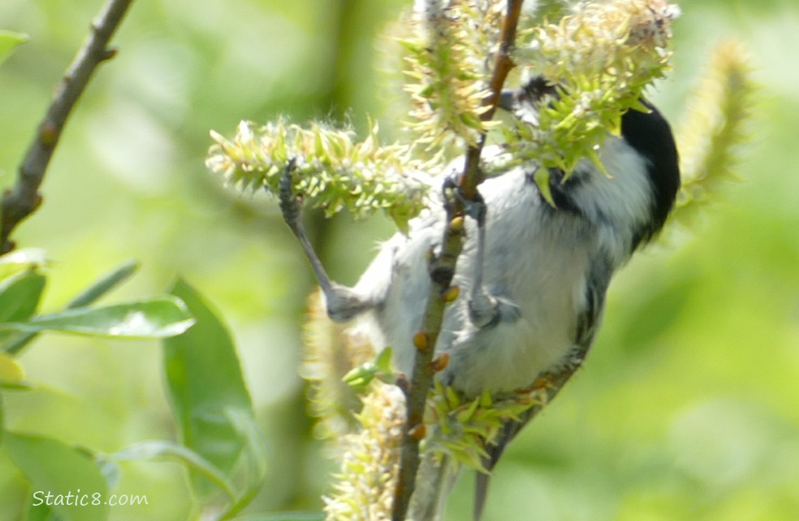 Chickadee behind willow blossoms