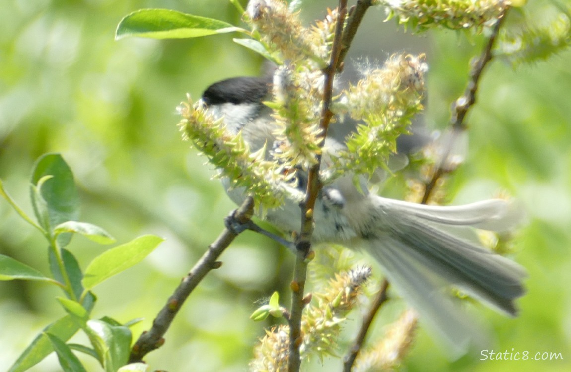 Chickadee flutters her wings behind willow blossoms