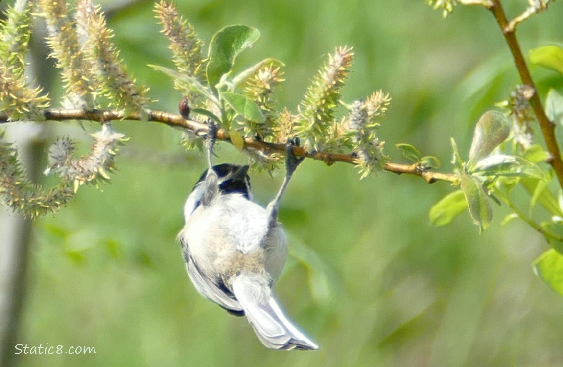 Chickadee hanging from a blooming willow branch