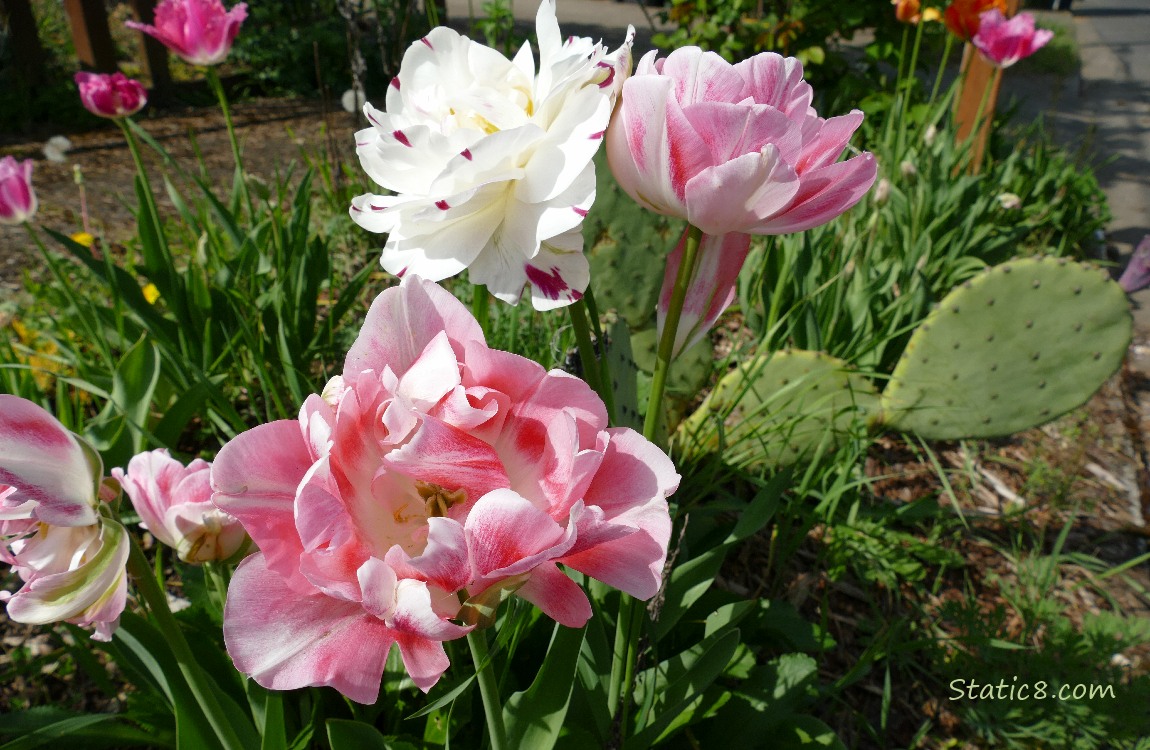 Pink, double petal tulips blooming next to a Prickly Pear