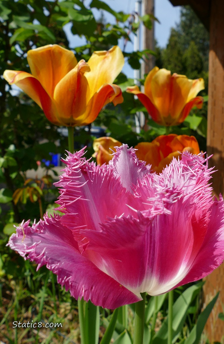 Deep pink, fringed tulip bloom with orange blooms in the background