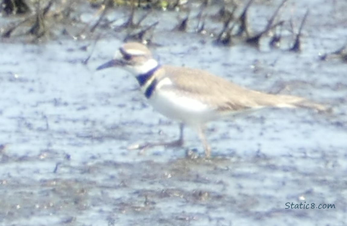 Killdeer walking in mud