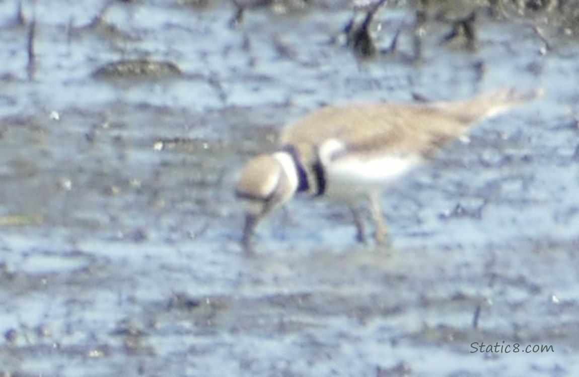 Killdeer grabbing a bug from the mud