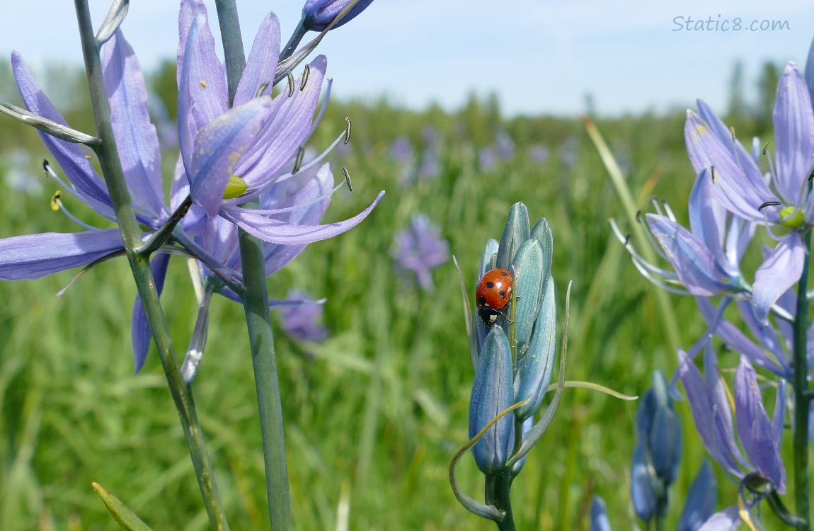 Seven Spot Lady bug standing on a Camas bloom