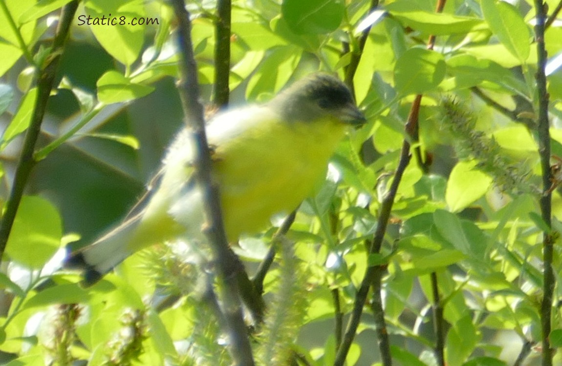 Lesser Goldfinch standing on a twig in front of green leaves