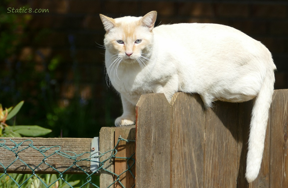 Flame Point Siamese Cat laying on a wood fence