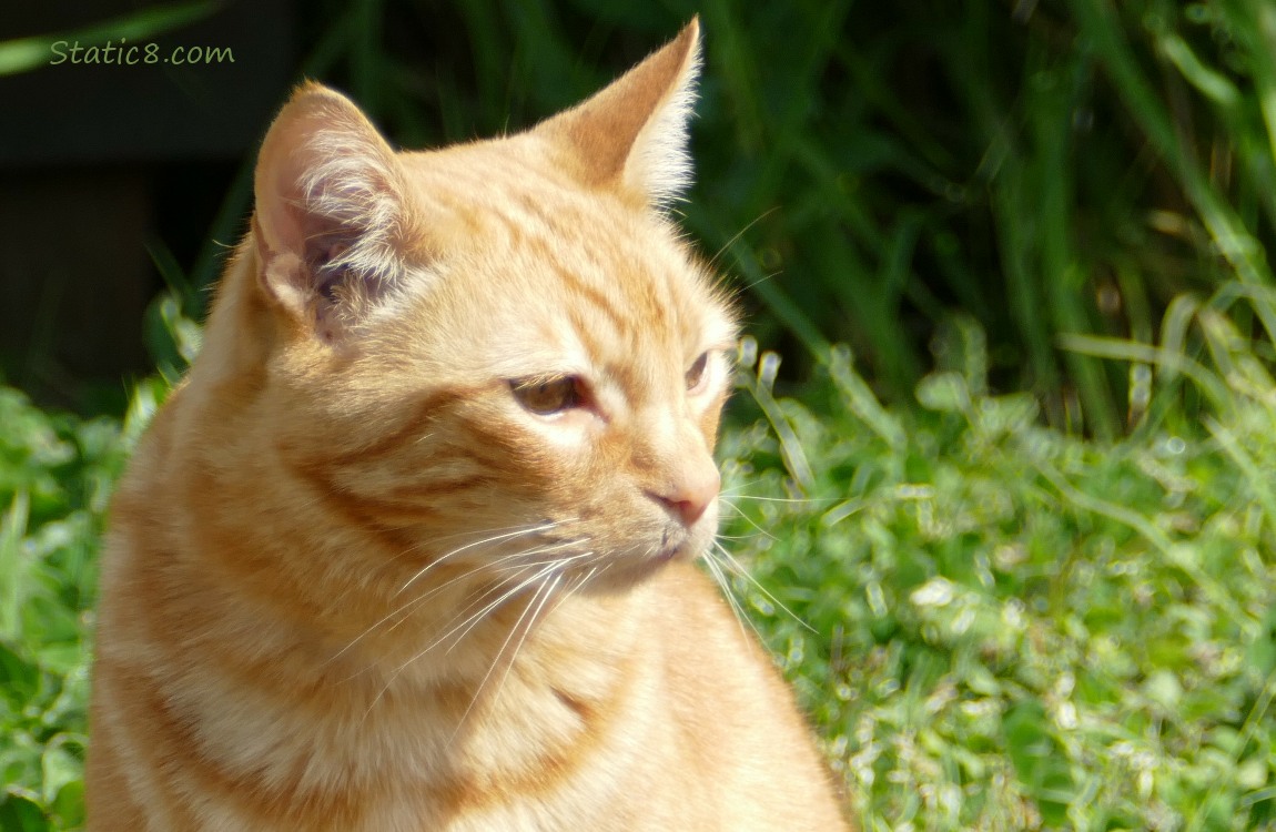 Orange Tabby squinting in the sun