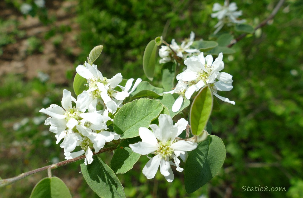 Snowberry blooms on a twig with green leaves